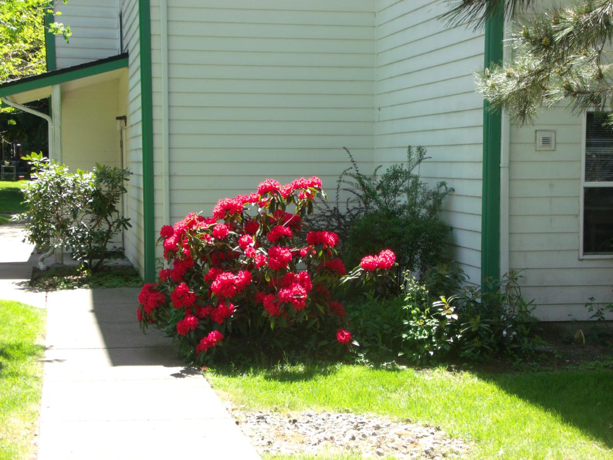 Rhodoendron (Red) Washington State Flower